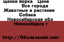 щенки йорка › Цена ­ 15 000 - Все города Животные и растения » Собаки   . Новосибирская обл.,Новосибирск г.